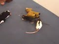 My rats are playing My rats are playing
