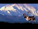 No Drilling in the Arctic National Wildlife Refuge