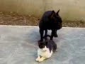 filippo, bouledogue francese, flirta con il micio 3