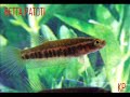 betta compilation