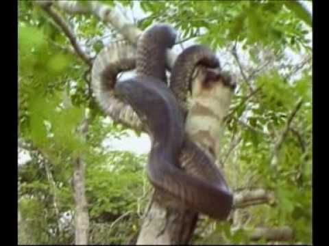 Steve Irwin - Most Dangerous Encounters (Part 6)