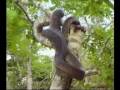 Steve Irwin - Most Dangerous Encounters (Part 6)