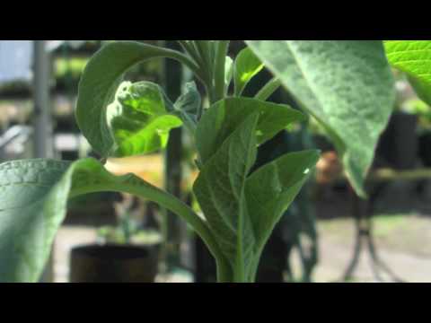 how to grow iochroma from seed