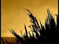 Salmonella Dub - Montage Salmonella Dub - Montage