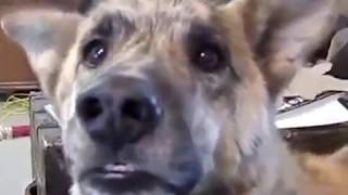 Conversando com o cachorro