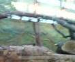 devjani films monkeys in artis part 2