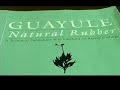Lifesaving Latex: Guayule As Rubber