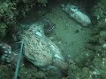 OCTAPUS HUNTING 2 OCTAPUS HUNTING 2