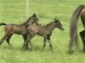 2 bébés pour une maman