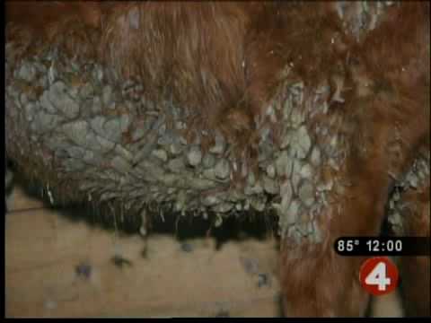 Battle of seized animals heads to court