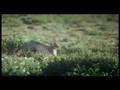 African Bambi with Loes Luca voice
