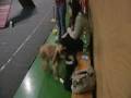 videos de Zimní přebor v Agility 2008 - 29. - 30.11.2008 - sobota 29.