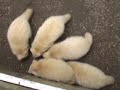 Albino Racoons