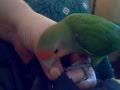 ¿Habéis visto a un agapornis.....cosiendo?