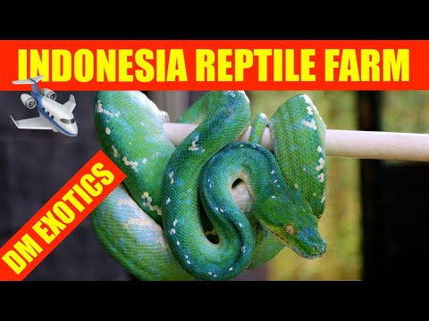 YouTube reptile video