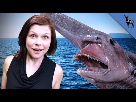 Are Goblin Sharks As Scary As They Look?