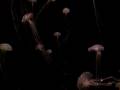 videos de Atlantis Dubai Aquarium Pink Jellyfish