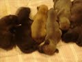Ukiah Shelter: Pebbles and her new puppies!