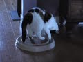 Squeaks, Queen of the Turbo Scratcher Squeaks, Queen of the Turbo Scratcher