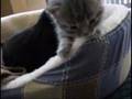 videos de Mitzi's Kittens