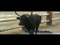 fete aigues mortes fete aigues mortes