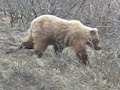 Grizzly Bear in Denali Grizzly Bear in Denali