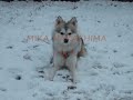 mika nakashima hyde glamorous sky