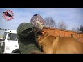 Vyatkin's Gunslinger (11 month) in Shkola-Orlova