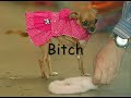 freestyle-chinese-rap-video.html