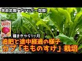 カブ「もものすけ」追肥と途中経過の様子