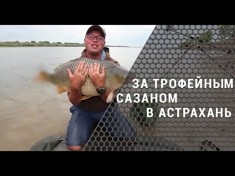 видео трофейный сазан видео трофейный сазан