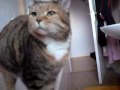 MOV00082.MP4