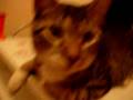 Bjork antistress de gato. 