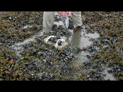 Gulf Oil Spill Effects On Wildlife 