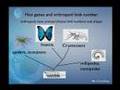 The Diversity of Development: Embryos and Evolution