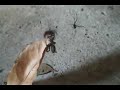 Spider vs. Wasp Spider vs. Wasp