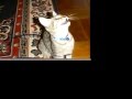 videos de Bengal Cat Movie