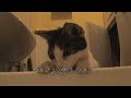 Bathroom Cat is Watching