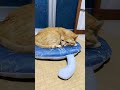 夕方もひんやりクッションの上でのんびりしてますね😺#toraneko #cat #かわいい猫  #cutecat #茶トラ猫 #猫のいる暮らし #猫のいる生活 #猫好きさんと繋がりたい #癒し