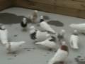 duvor kotr koter pigeon hmam kaftar kabootar duer part 2