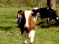 Heifers crossing the stream