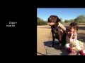 About our Service Dogs