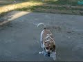 Dog Olympics Dog Olympics