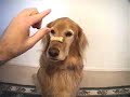 [Amador]-Cachorro R�pido.HUPER