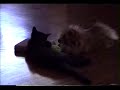 ポメラニアン動画