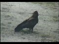 Wahlberg Eagle Hunting at NK 08Mar08
