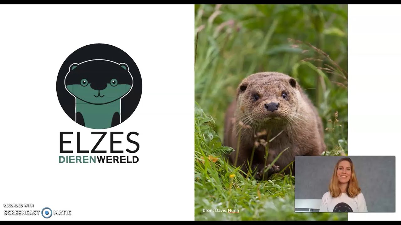 Elzes Dierenwereld: de otter in Nederland