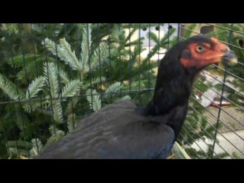 o sha mo - Shamo black-red, Shamo noir à camail doré, Combattente Shamo rosso nera, Shamo's zwart roodhalzig, O-Shamo, Bojowiec shamo czarno czerwony, Šamo , Šamo ciern...