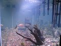 New fish tank for a new house.
