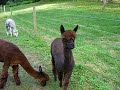Alpacas